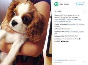 Université de Sherbrooke top université médias sociaux